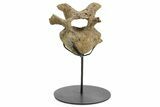 Hadrosaur (Edmontosaurus) Cervical Vertebra w/ Stand - Wyoming #377738-1